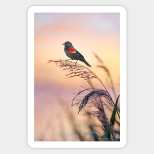 Red Winged Blackbird Sunset Sticker